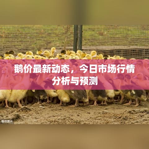 鹅价最新动态，今日市场行情分析与预测