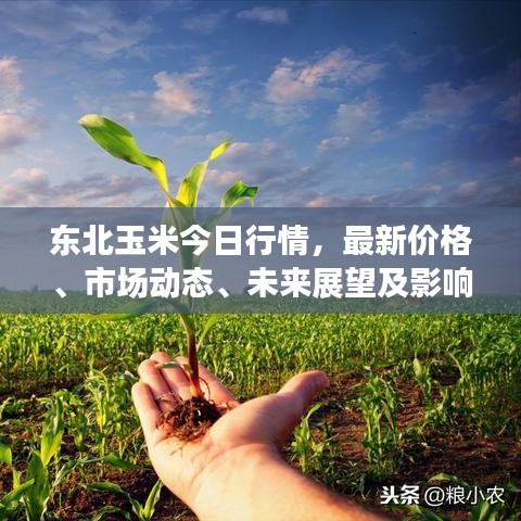 东北玉米今日行情，最新价格、市场动态、未来展望及影响因素分析
