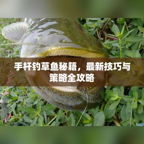 手杆钓草鱼秘籍，最新技巧与策略全攻略