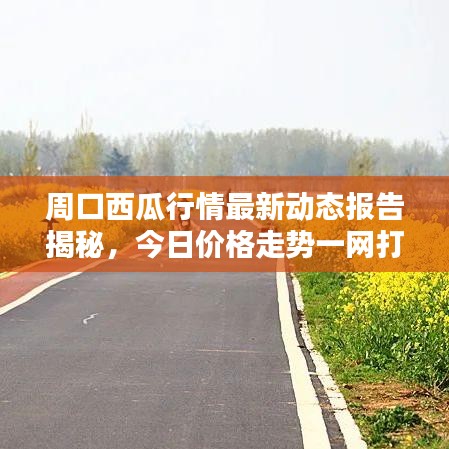 周口西瓜行情最新动态报告揭秘，今日价格走势一网打尽！