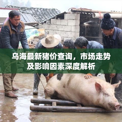 乌海最新猪价查询，市场走势及影响因素深度解析