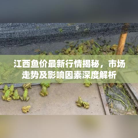 江西鱼价最新行情揭秘，市场走势及影响因素深度解析