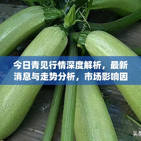 今日青见行情深度解析，最新消息与走势分析，市场影响因素全解析