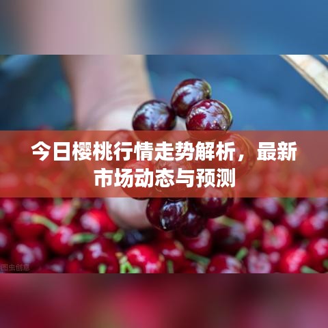 今日樱桃行情走势解析，最新市场动态与预测