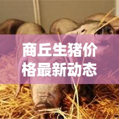 商丘生猪价格最新动态，市场走势分析与未来预测