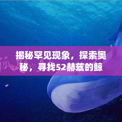 揭秘罕见现象，探索奥秘，寻找52赫兹的鲸