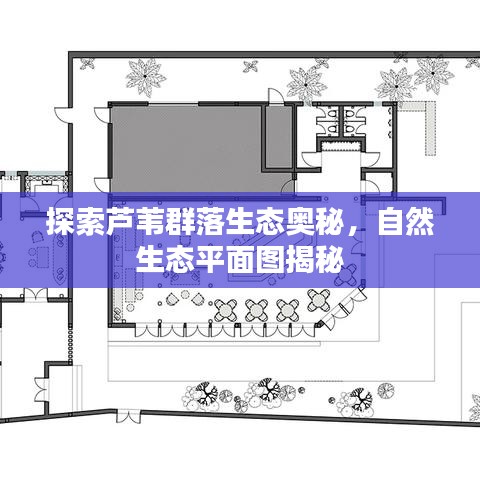 探索芦苇群落生态奥秘，自然生态平面图揭秘