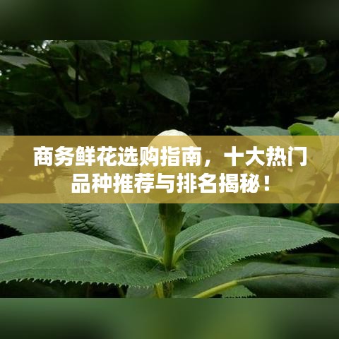 商务鲜花选购指南，十大热门品种推荐与排名揭秘！