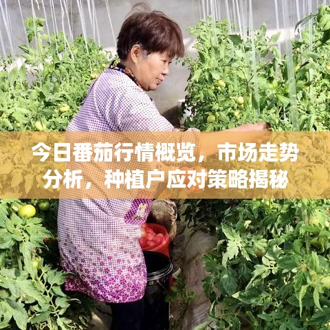 今日番茄行情概览，市场走势分析，种植户应对策略揭秘