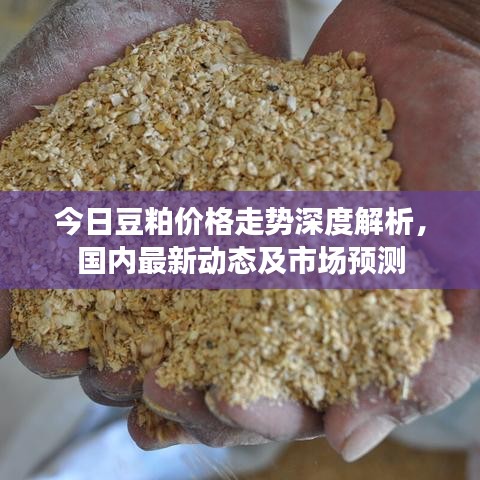今日豆粕价格走势深度解析，国内最新动态及市场预测