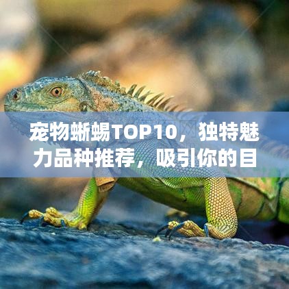 宠物蜥蜴TOP10，独特魅力品种推荐，吸引你的目光！