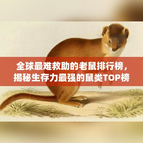 全球最难救助的老鼠排行榜，揭秘生存力最强的鼠类TOP榜单！