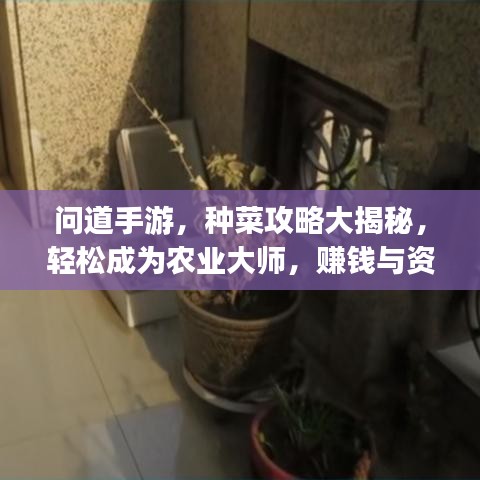 问道手游，种菜攻略大揭秘，轻松成为农业大师，赚钱与资源获取so easy！