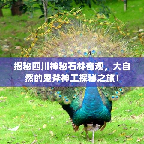 揭秘四川神秘石林奇观，大自然的鬼斧神工探秘之旅！