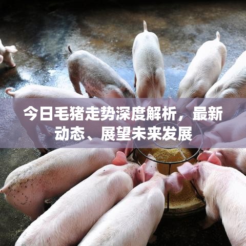 今日毛猪走势深度解析，最新动态、展望未来发展