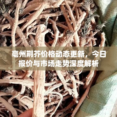 亳州荆芥价格动态更新，今日报价与市场走势深度解析