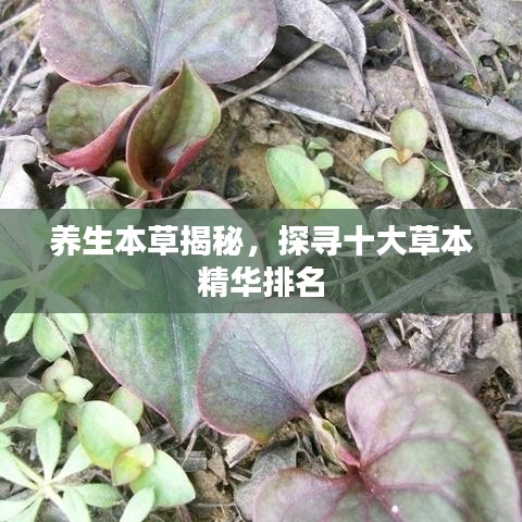 养生本草揭秘，探寻十大草本精华排名