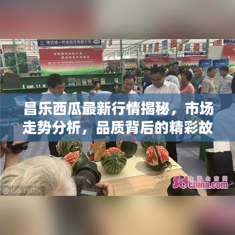 昌乐西瓜最新行情揭秘，市场走势分析，品质背后的精彩故事大揭秘