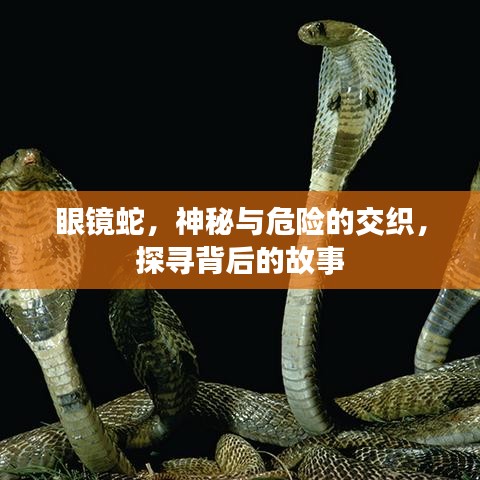 眼镜蛇，神秘与危险的交织，探寻背后的故事