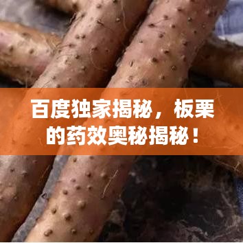 百度独家揭秘，板栗的药效奥秘揭秘！