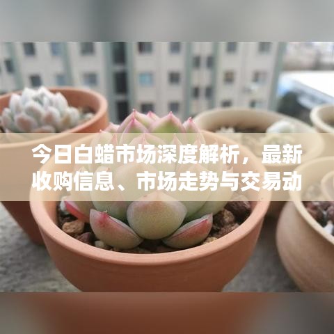 今日白蜡市场深度解析，最新收购信息、市场走势与交易动态一网打尽