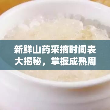 新鲜山药采摘时间表大揭秘，掌握成熟周期，品尝健康美味佳肴