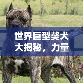 世界巨型獒犬大揭秘，力量与威严并存的犬种传奇排名榜！