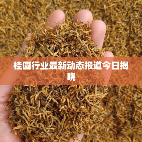 桂圆行业最新动态报道今日揭晓
