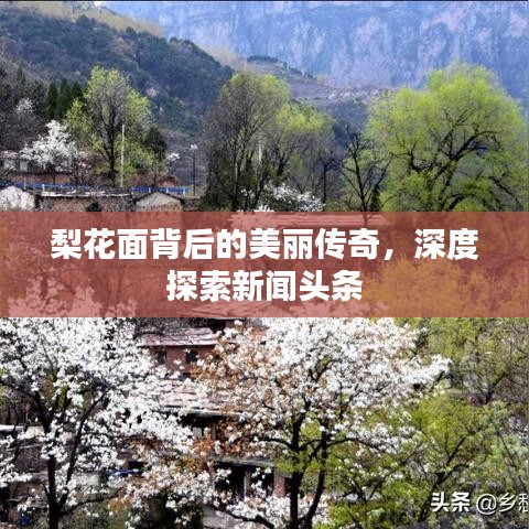 梨花面背后的美丽传奇，深度探索新闻头条