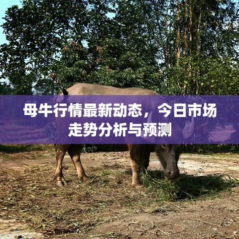 母牛行情最新动态，今日市场走势分析与预测