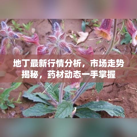 地丁最新行情分析，市场走势揭秘，药材动态一手掌握