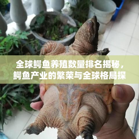 全球鳄鱼养殖数量排名揭秘，鳄鱼产业的繁荣与全球格局探索
