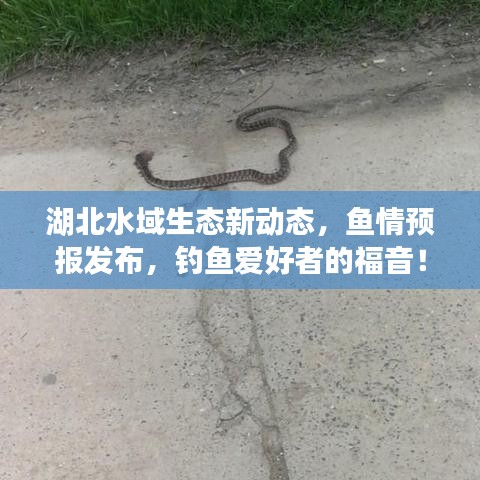 湖北水域生态新动态，鱼情预报发布，钓鱼爱好者的福音！