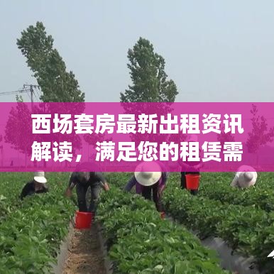 西场套房最新出租资讯解读，满足您的租赁需求