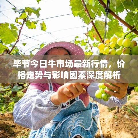 毕节今日牛市场最新行情，价格走势与影响因素深度解析