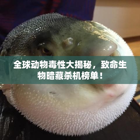 全球动物毒性大揭秘，致命生物暗藏杀机榜单！