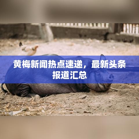 黄梅新闻热点速递，最新头条报道汇总