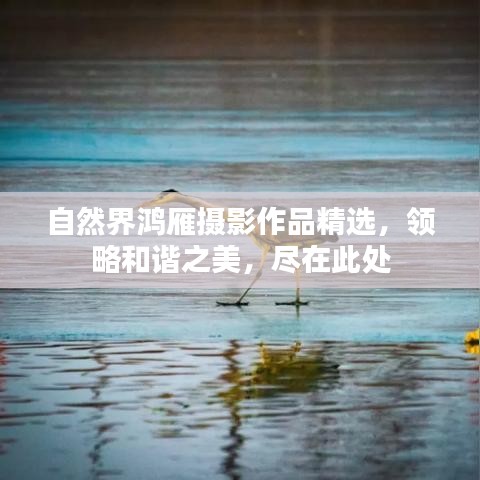 自然界鸿雁摄影作品精选，领略和谐之美，尽在此处