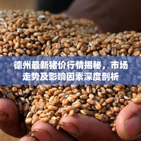 德州最新猪价行情揭秘，市场走势及影响因素深度剖析
