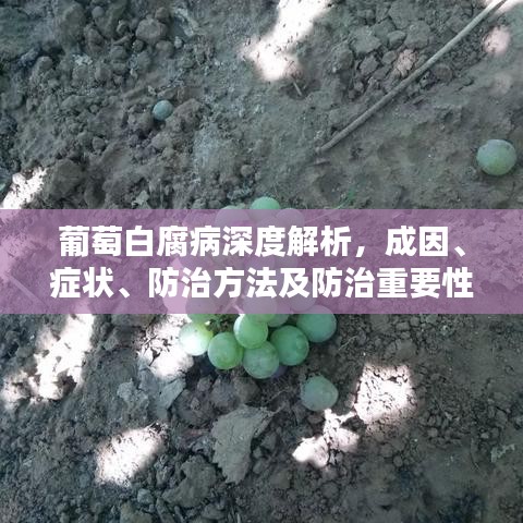 葡萄白腐病深度解析，成因、症状、防治方法及防治重要性全攻略！