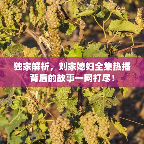独家解析，刘家媳妇全集热播背后的故事一网打尽！