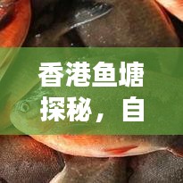 香港鱼塘探秘，自然人文之美交织的旅游攻略