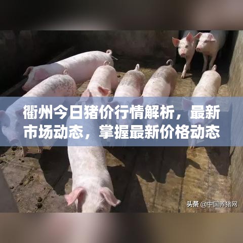 衢州今日猪价行情解析，最新市场动态，掌握最新价格动态！