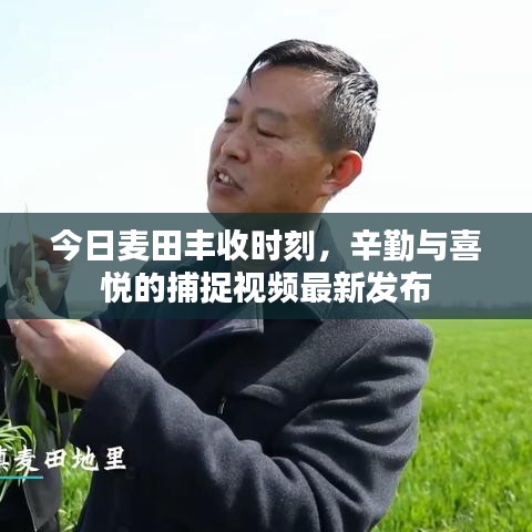 今日麦田丰收时刻，辛勤与喜悦的捕捉视频最新发布
