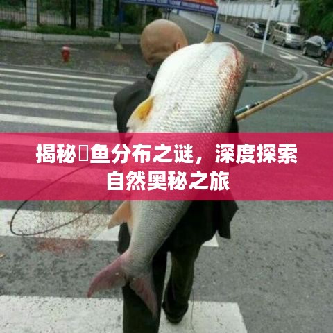 揭秘鱤鱼分布之谜，深度探索自然奥秘之旅