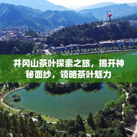 井冈山茶叶探索之旅，揭开神秘面纱，领略茶叶魅力