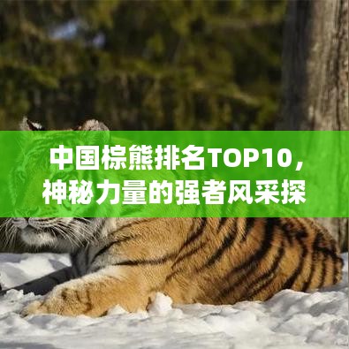 中国棕熊排名TOP10，神秘力量的强者风采探寻