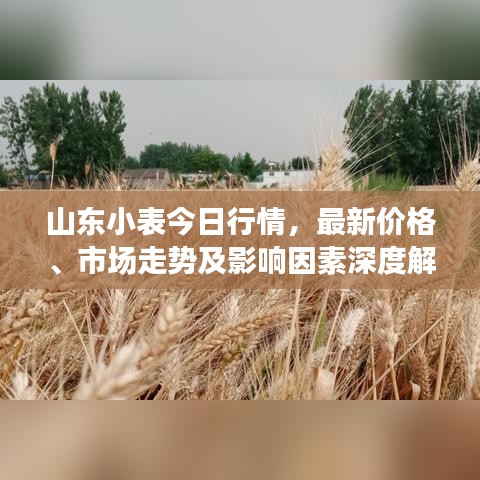 山东小表今日行情，最新价格、市场走势及影响因素深度解析