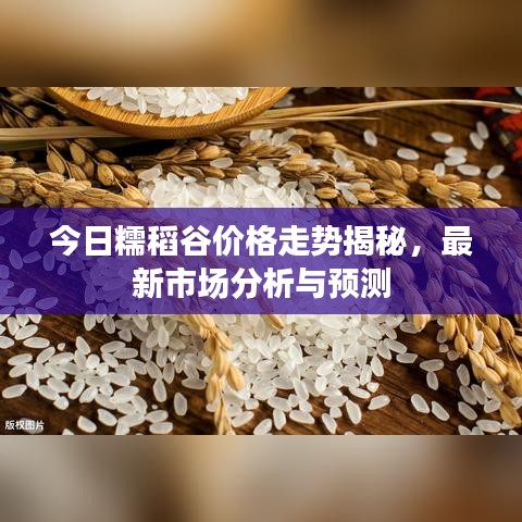 今日糯稻谷价格走势揭秘，最新市场分析与预测