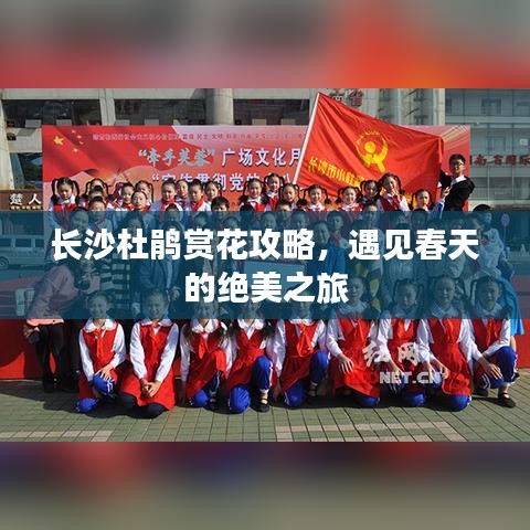 长沙杜鹃赏花攻略，遇见春天的绝美之旅